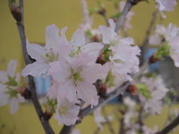 啓扇桜が咲いています