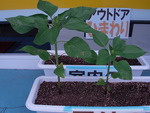ひまわり 37日目