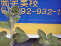 ひまわり 75日目