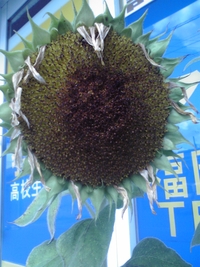 ひまわり 110日目