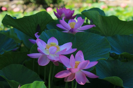 稲泉寺の蓮の花