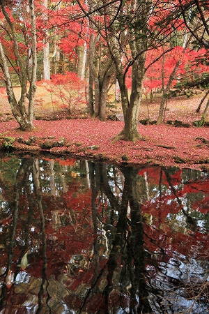 晩秋の紅葉の雲場池
