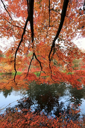 晩秋の紅葉の雲場池