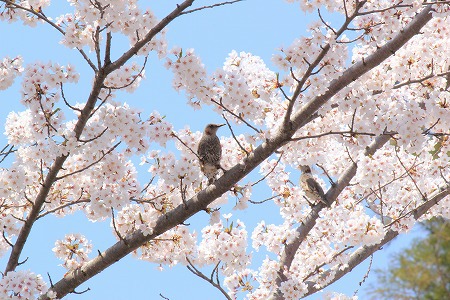 ご近所の桜＠長野市内