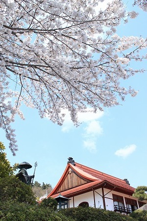 ご近所の桜＠長野市内