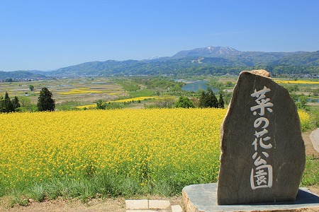 信州の風景～飯山菜の花公園