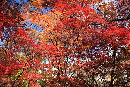 小丸山公園の紅葉