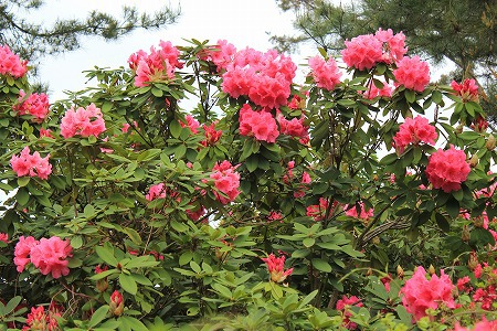 信州の風景～茶臼山植物園