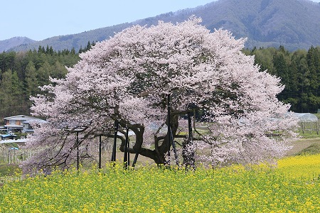 信州高山村の五大桜