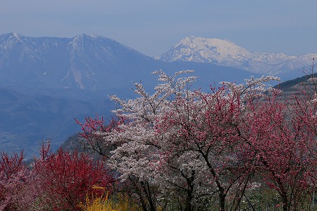 信州高山村の五大桜