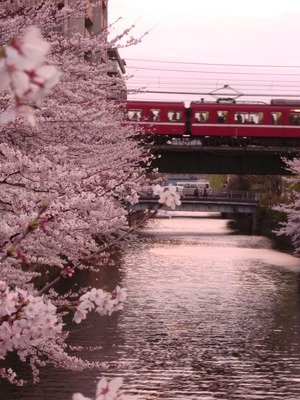 満開の桜と京急電車