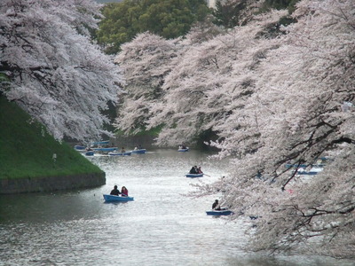 都会での絶景！！千鳥ヶ淵の桜
