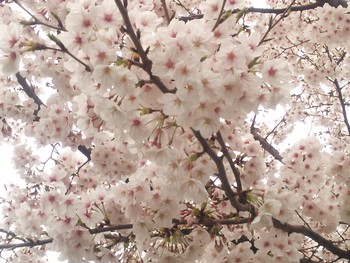 街中の桜