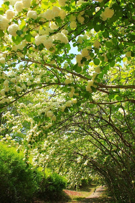 オオデマリの花＠茶臼山自然植物園