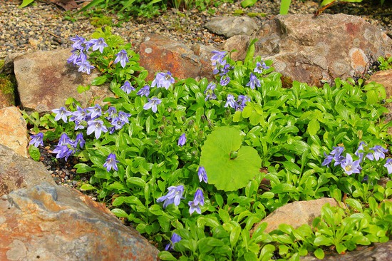高山植物園７月の花