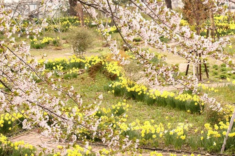 長野飯山城址の桜