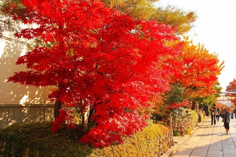 信州の紅葉～秋の参道