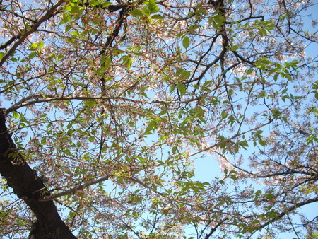 葉桜見物