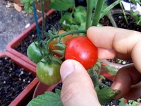 トマト収穫日記