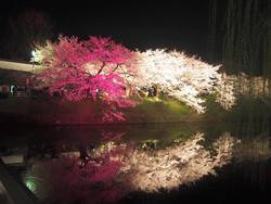 夜桜　福岡城跡地