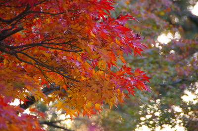 奈良公園紅葉