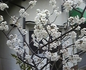 桜の精気