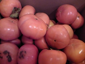 みやま農園の富有柿