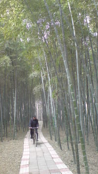 山東省日照市の旅の写真（１）：竹洞天の竹園
