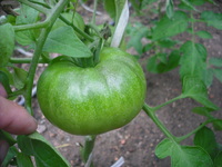 今年も　ボタヤマトマトすくすく育っています