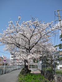 懐かしのの桜