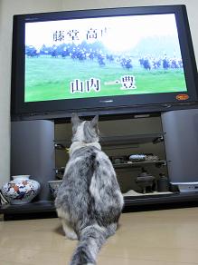 tvを見るネコ
