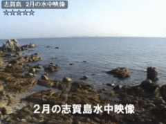 ２月の志賀島の水中映像