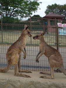 ひびき動物ワールド♪(グリーンパーク3)