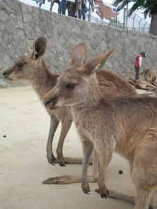 ひびき動物ワールド♪(グリーンパーク3)