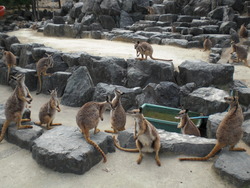 ひびき動物ワールド♪(グリーンパーク3)