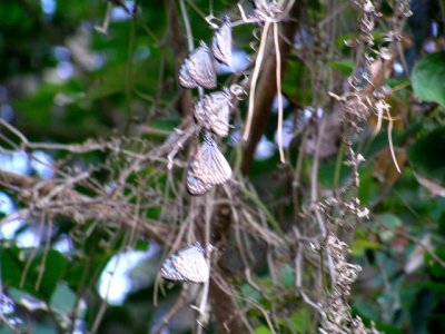 蝶の越冬　アサギマダラ