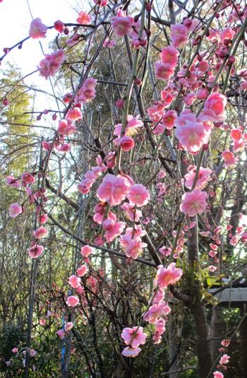 庭の花便り～枝垂れ梅満開！彼岸桜咲いてます！