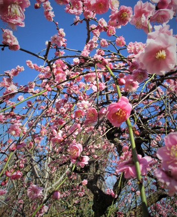 庭の花便り～枝垂れ梅満開！彼岸桜咲いてます！