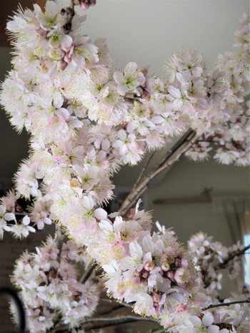 　故城取邦雄１３回忌漆展～「へぎめ銀縁大平」　＆　庭のサクランボの桜