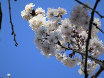 　故城取邦雄１３回忌漆展～「へぎめ銀縁大平」　＆　庭のサクランボの桜