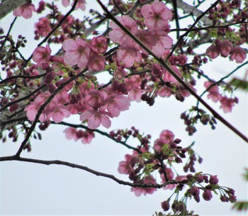 今日の庭の桜リレー咲き～「陽光桜」東の「染井吉野」「一重の枝垂れ桜」