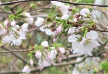 今日の庭の桜リレー咲き～「陽光桜」東の「染井吉野」「一重の枝垂れ桜」