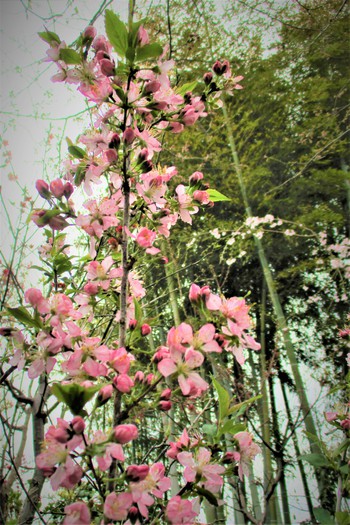 庭の花便り～「陽光桜「一重枝垂れ桜」」「ゆすら梅」「花梅」「桃」「木瓜」・・・