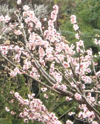 庭の花便り　＆　ＪＡＰＡＮ漆⋆春リレー　立春とお雛様
