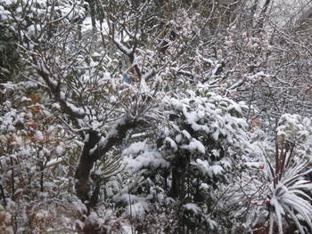 雪の朝　＆　野鳥　＆　枝垂れ梅