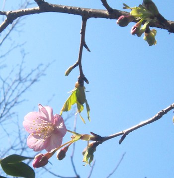 今日の花便り～枝垂れ梅・見頃ですよ♥河津桜咲きました♪