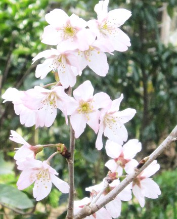 庭のさくら便り～❀　サクランボの桜・啓翁桜の花＆河津桜の若葉