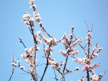 庭の花便りから～満開の「啓翁桜」＆「杏」の花