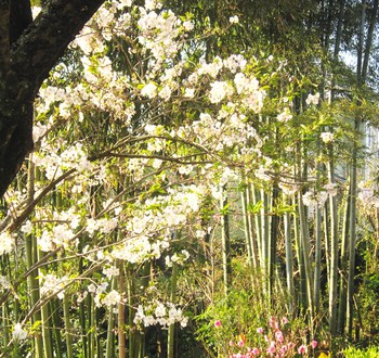 庭のさくら便り～❀　「山桜」「染井吉野」「八重枝垂れ桜」