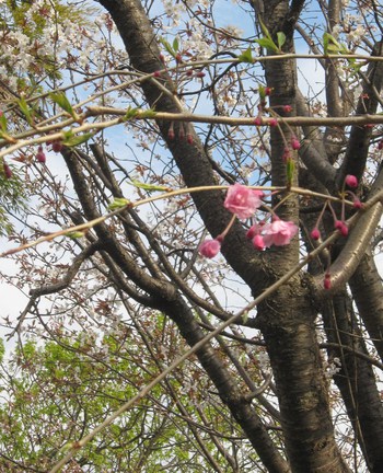 庭のさくら便り～❀　「山桜」「染井吉野」「八重枝垂れ桜」